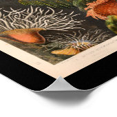 Red Zee Anemone Illustratie Afdruk Poster (Hoek)