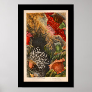 Red Zee Anemone  Illustratie Afdruk Poster