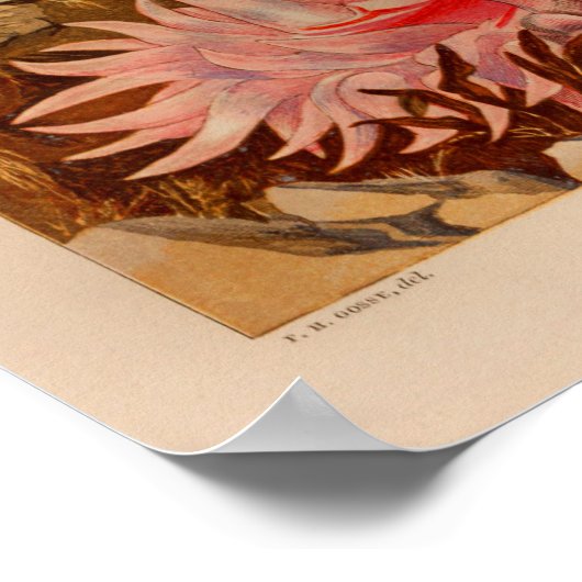 Red Zee Anemone Marine Art Print (Hoek)