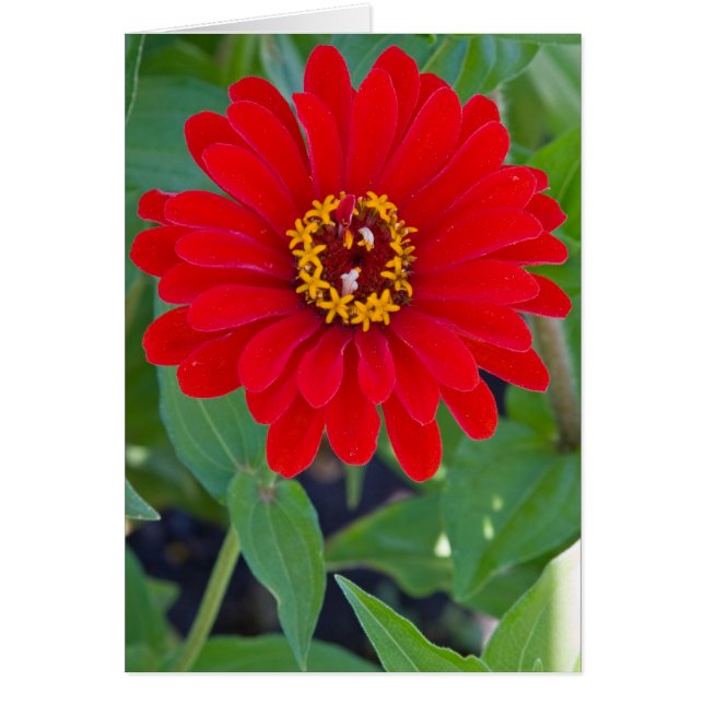 Red Zinnia (Voorkant)
