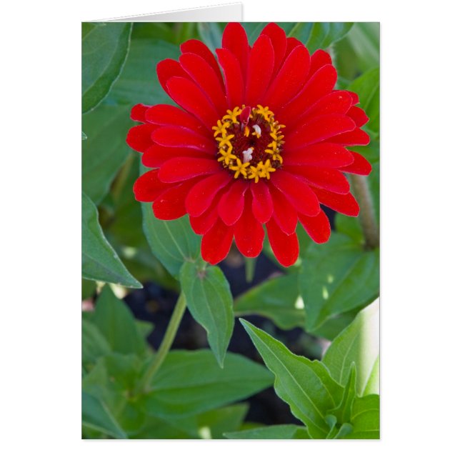 Red Zinnia 2 (Voorkant)
