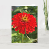 Red Zinnia Blank Note Card Bedankkaart (Voorkant)
