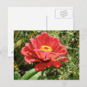 Red Zinnia-Briefkaart Briefkaart (Voorkant / Achterkant)