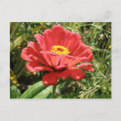 Red Zinnia-Briefkaart Briefkaart (Voorkant)