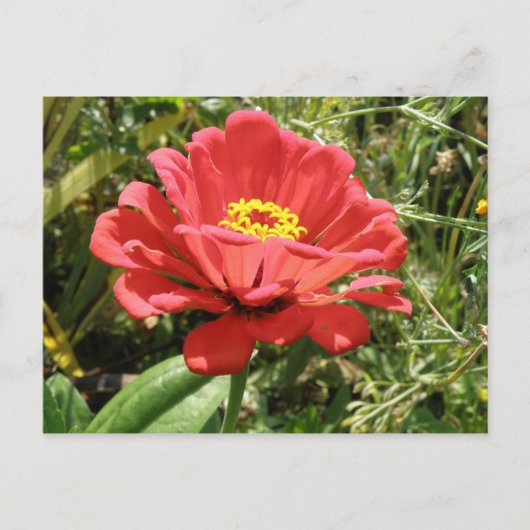 Red Zinnia-Briefkaart Briefkaart (Voorkant)