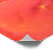 Red Zinnia Macro Print (Hoek)