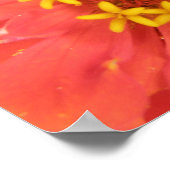 Red Zinnia Macro Print (Hoek)