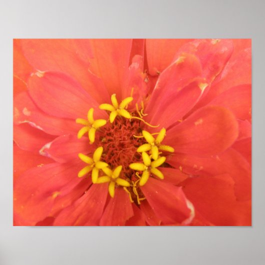 Red Zinnia Macro Print (Voorkant)