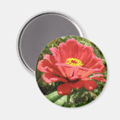 Red Zinnia Magnet (Voorkant / Achterkant)