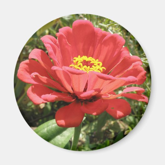 Red Zinnia Magnet (Voorkant)