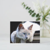 Redactie me Ragdoll Cat Eyes Originele foto Briefkaart (Staand voorkant)