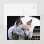 Redactie me Ragdoll Cat Eyes Originele foto Briefkaart (Voorkant / Achterkant)