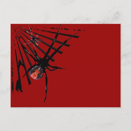 Redback Spider Briefkaart (Voorkant)