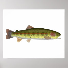 Redband-forel Poster