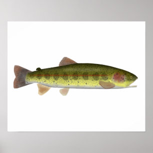 Redband-forel Poster