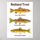 Redband-forel Poster (Voorkant)