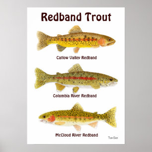 Redband-forel Poster