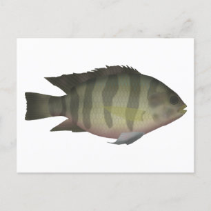 Redbelly Tilapia Briefkaart