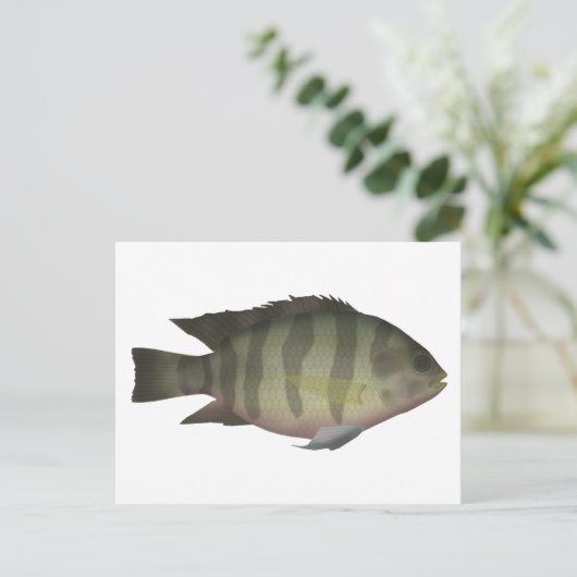 Redbelly Tilapia Briefkaart (Staand voorkant)