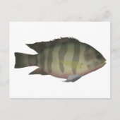 Redbelly Tilapia Briefkaart (Voorkant)