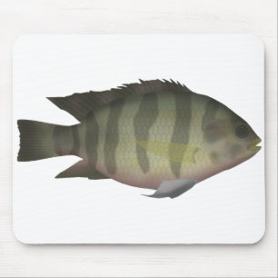 Redbelly Tilapia Muismat
