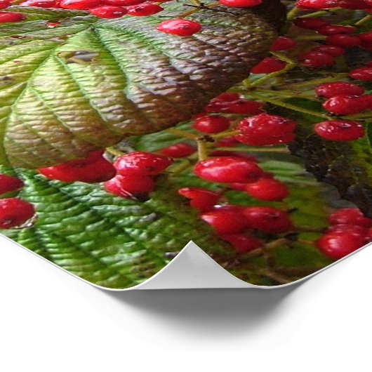 Redbessen Poster (Hoek)