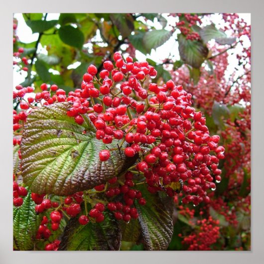 Redbessen Poster (Voorkant)