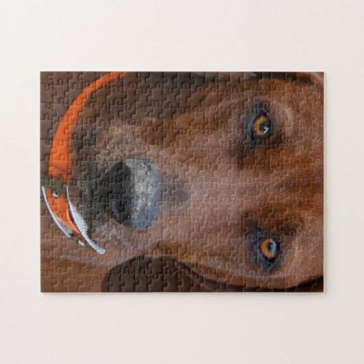 Redbone Coonhound Digging Legpuzzel (Horizontaal)