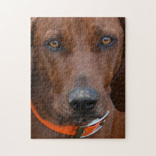Redbone Coonhound Digging Legpuzzel