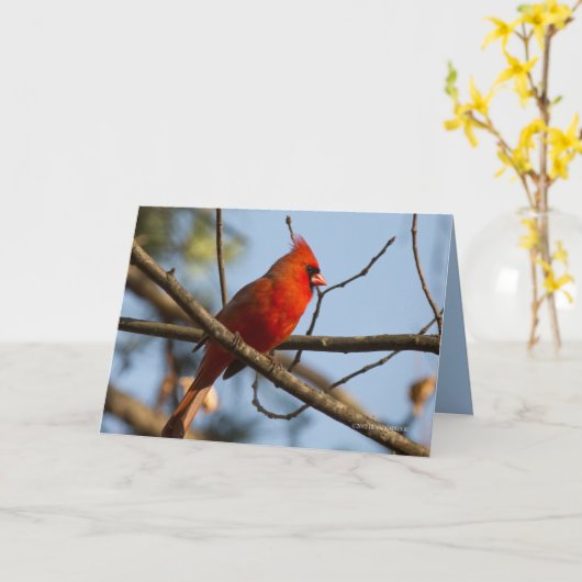 Redboy Watching Kaart (Gele Bloem)