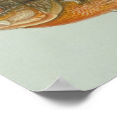 Redbreast Sunfish - Lepomis auritus Poster (Hoek)