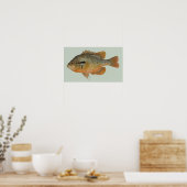 Redbreast Sunfish - Lepomis auritus Poster (Keuken)