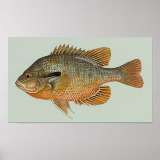 Redbreast Sunfish - Lepomis auritus Poster