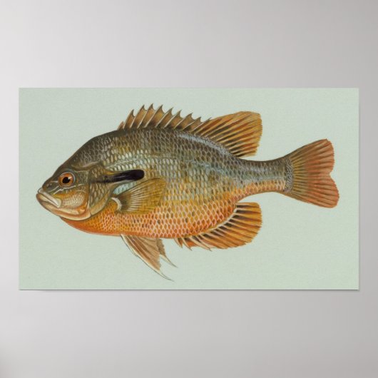 Redbreast Sunfish - Lepomis auritus Poster (Voorkant)
