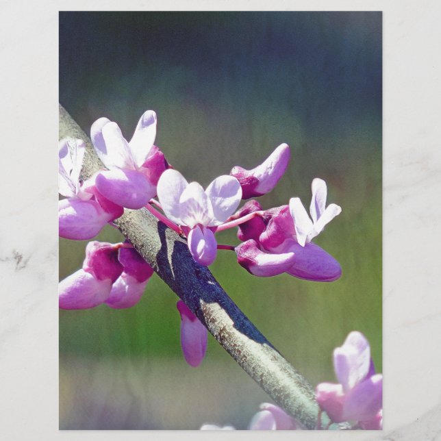 RedBud (Voorkant)