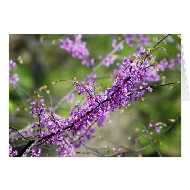 Redbud (Voorkant Horizontaal)