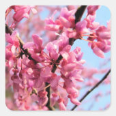 Redbud Blossoms Stickers (Voorkant)