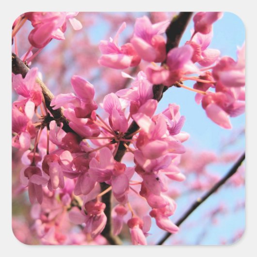 Redbud Blossoms Stickers (Voorkant)