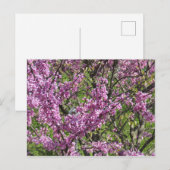 Redbud in Full Bloom Briefkaart (Voorkant / Achterkant)