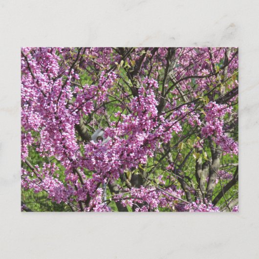 Redbud in Full Bloom Briefkaart (Voorkant)