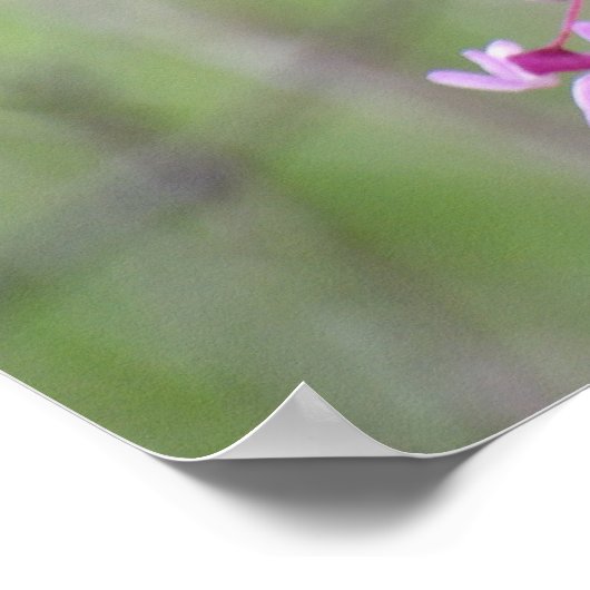 Redbud in het Pokagon State Park Poster (Hoek)