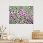 Redbud in het Pokagon State Park Poster (Keuken)