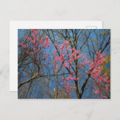 Redbud Tree (Cercis) die in de lente bloeien Briefkaart (Voorkant / Achterkant)