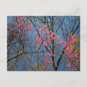 Redbud Tree (Cercis) die in de lente bloeien Briefkaart
