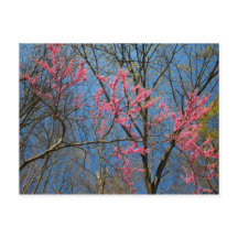 Redbud Tree (Cercis) die in de lente bloeien
