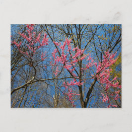 Redbud Tree (Cercis) die in de lente bloeien Briefkaart