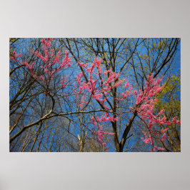 Redbud Tree (Cercis) die in de lente bloeien Poster