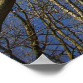 Redbud Tree (Cercis) die in de lente bloeien Poster (Hoek)