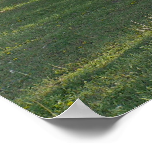 Redbud Tree - El Dorado Lake Kansas Poster (Hoek)