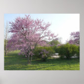 Redbud Tree - El Dorado Lake Kansas Poster (Voorkant)